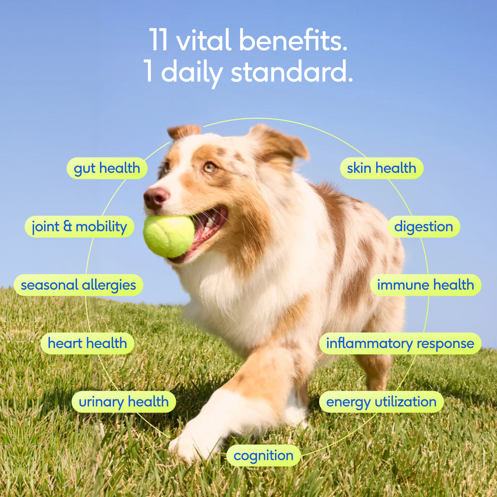 Native Pet The Daily Dog 11 in 1 Multivitamin Powder 60 Scoops